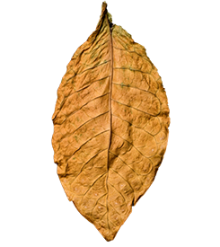 fronto leaf